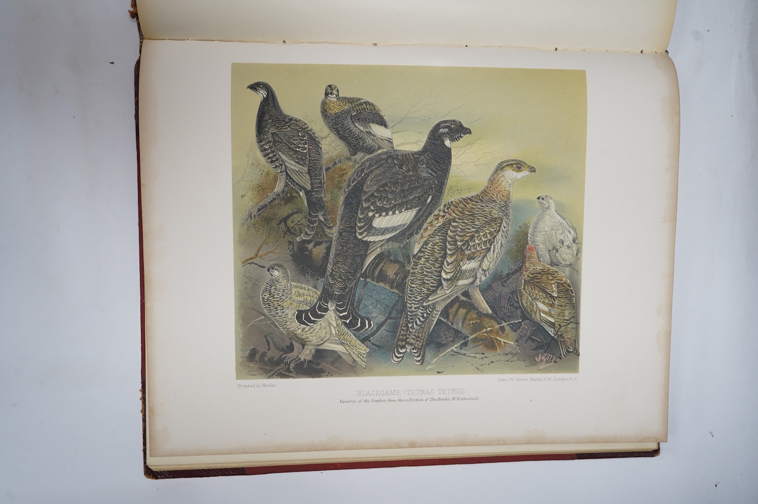 Millais, John Guille - Game Birds and Shooting - Sketches ... port. frontis. (Thomas Bewick), 15 coloured and 18 autotype plates (with guards), num. text illus.; original red half morocco and cloth, gilt lettered upper b